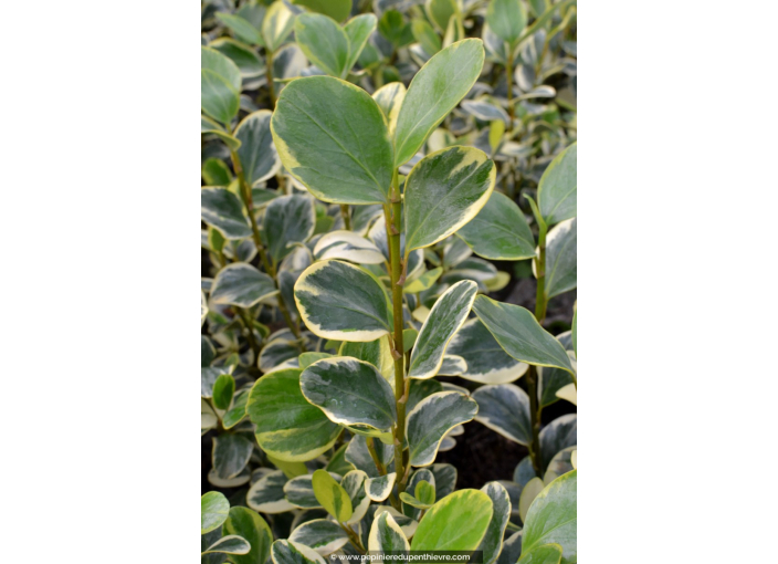 GRISELINIA littoralis 'Variegata'