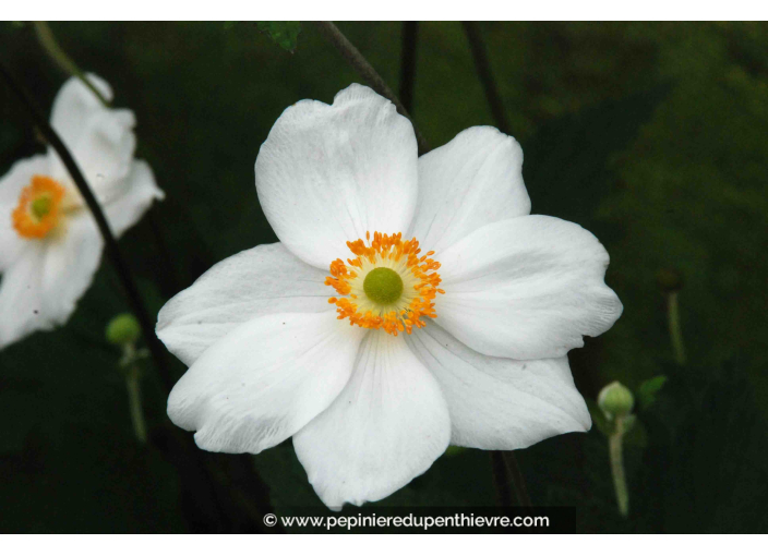 ANEMONE hybride 'Honorine Jobert'