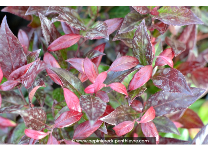 LEUCOTHOE scarletta 'Zeblid'