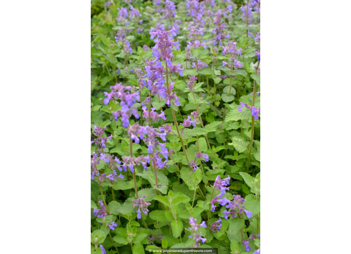 NEPETA faassenii 'Six Hills Giant'