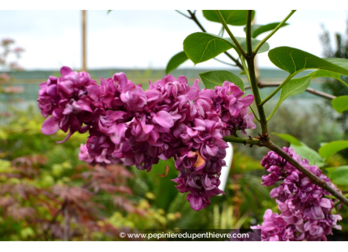 SYRINGA vulgaris 'Charles Joly'