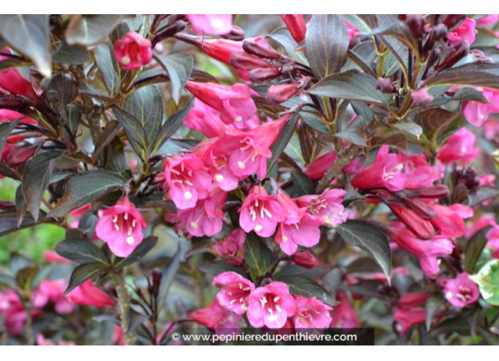 WEIGELA florida 'Alexandra'