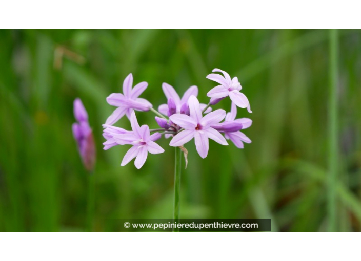 TULBAGHIA violacea