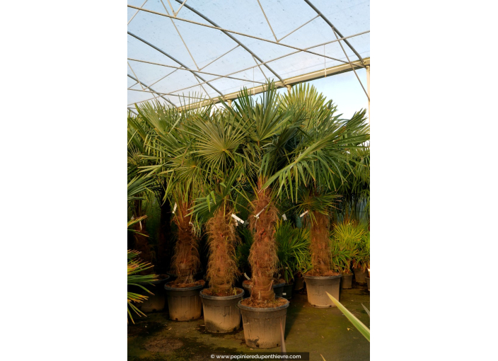 TRACHYCARPUS fortunei 'Tronc 100/120'