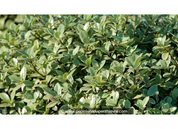 PITTOSPORUM tenuifolium 'Silver Ball'