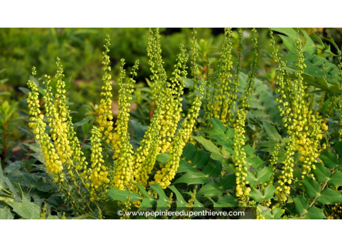 MAHONIA x media 'Charity', graphique, parfumé -Pépinière du Penthièvre ...