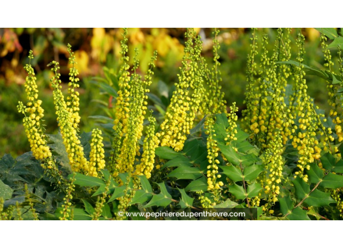 MAHONIA x media 'Charity'