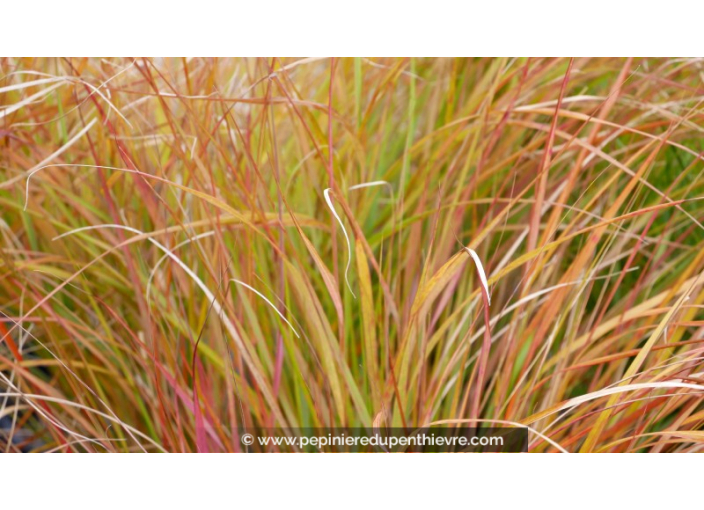 STIPA arundinacea 'Sirocco'