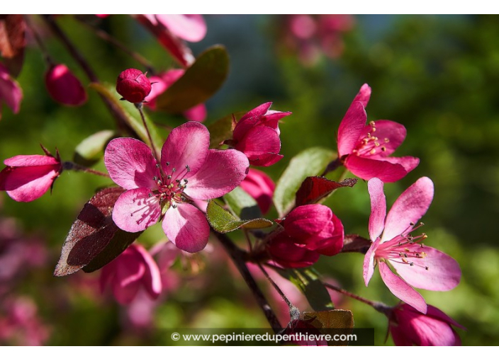 MALUS coccinella 'Courtarou'