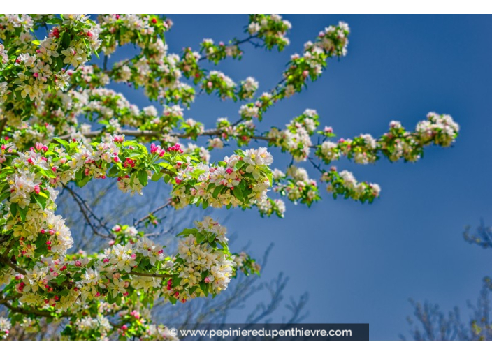 MALUS 'John Downie'