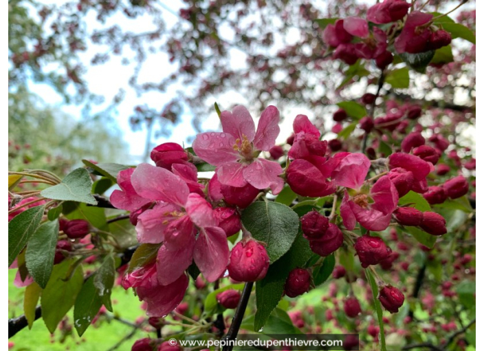 MALUS 'Profusion'