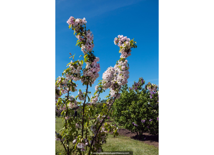 MALUS 'Van Eseltine'