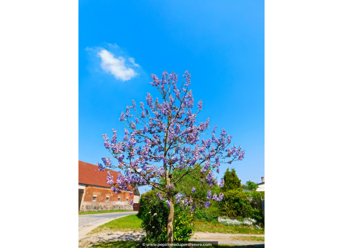 PAULOWNIA tomentosa