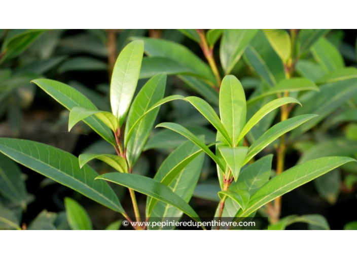 OSMANTHUS decorus