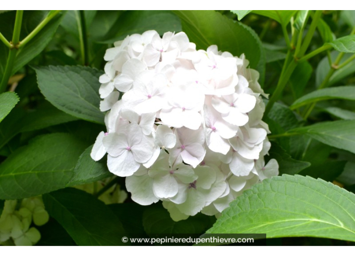 HYDRANGEA macrophylla 'Mme Émile Mouillère'