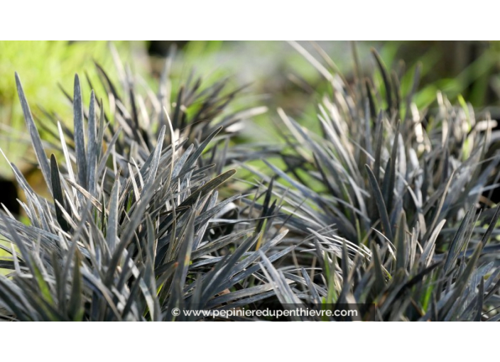 OPHIOPOGON planiscapus 'Black Dragon'