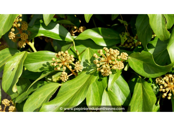 HEDERA colchica 'Arborescens'