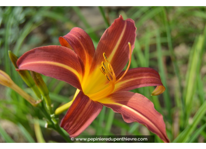 HEMEROCALLIS 'Autumn Red'