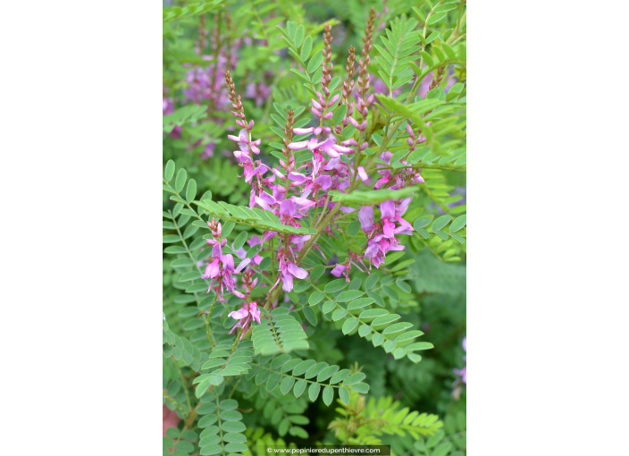 INDIGOFERA heterantha