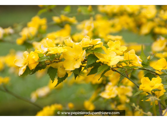 KERRIA japonica 'Golden Guinea'