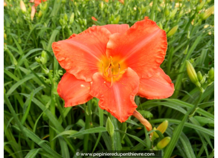 HEMEROCALLIS 'South Seas'