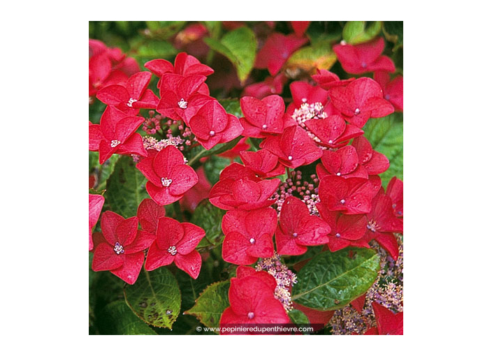 HYDRANGEA macrophylla 'Rotschwanz'