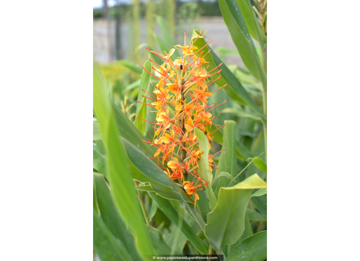 HEDYCHIUM coccineum 'Tara'