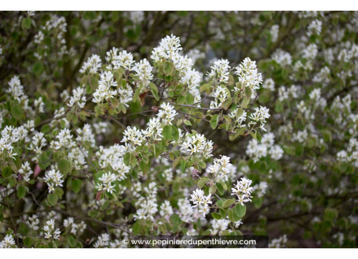 AMELANCHIER ovalis