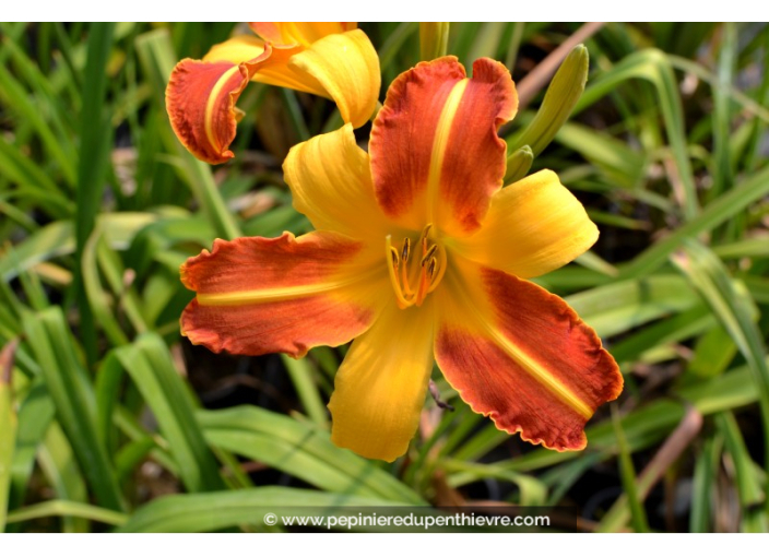 HEMEROCALLIS 'Frans Hals'