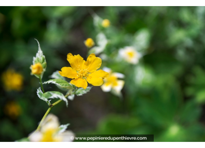 KERRIA japonica 'Picta'