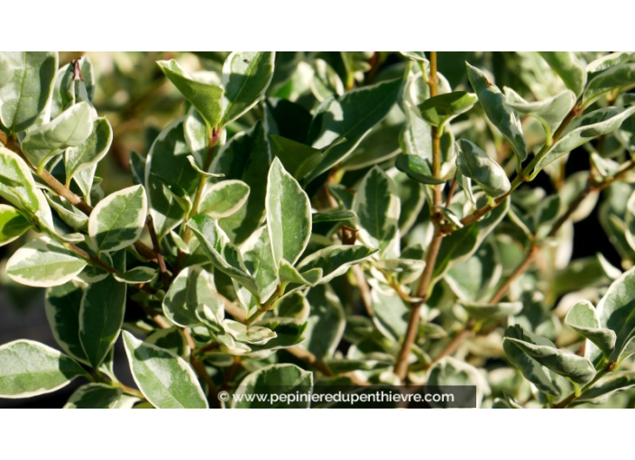 LIGUSTRUM ovalifolium 'Argenteum'