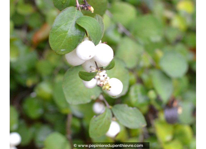 SYMPHORICARPOS doorenbosii 'White Hedge'