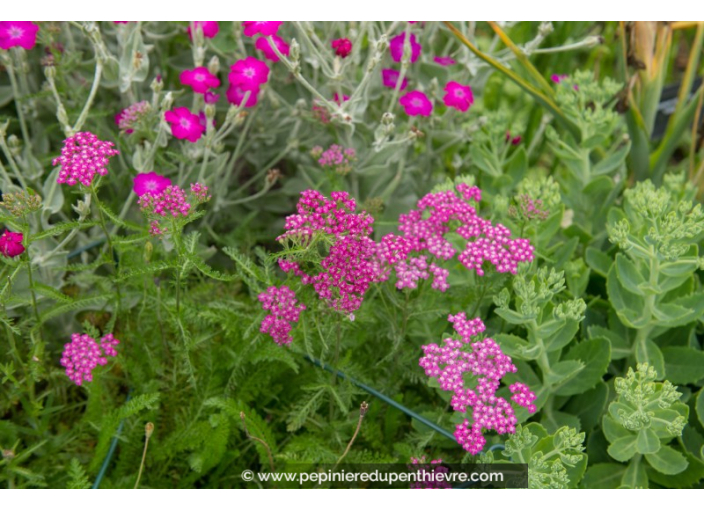 ACHILLEA millefolium 'Cerise Queen'