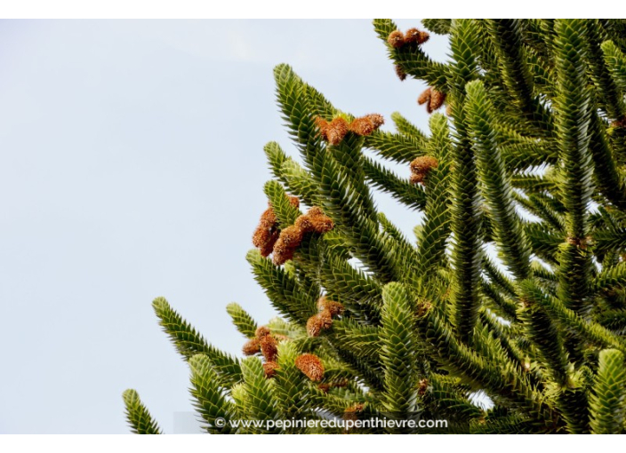 ARAUCARIA araucana