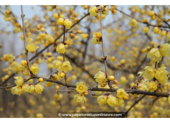 CHIMONANTHUS praecox