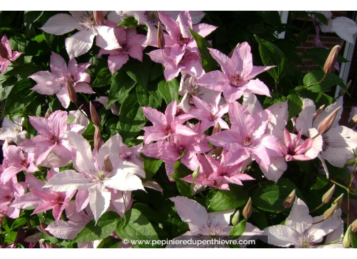 CLEMATIS 'Hagley Hybrid'