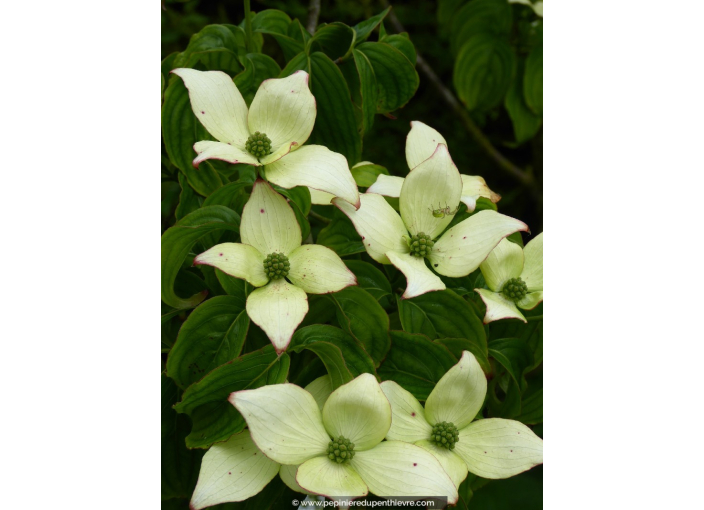 CORNUS kousa