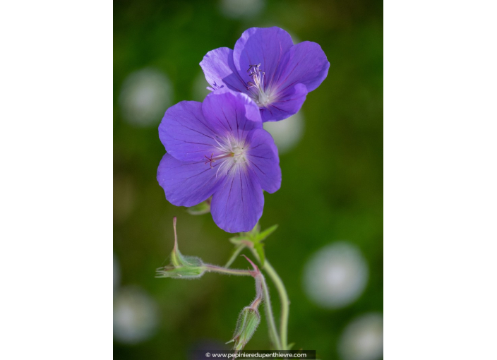 GERANIUM 'Johnson's Blue'