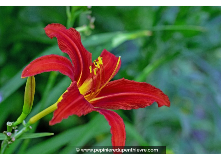 HEMEROCALLIS 'Crimson Pirate'