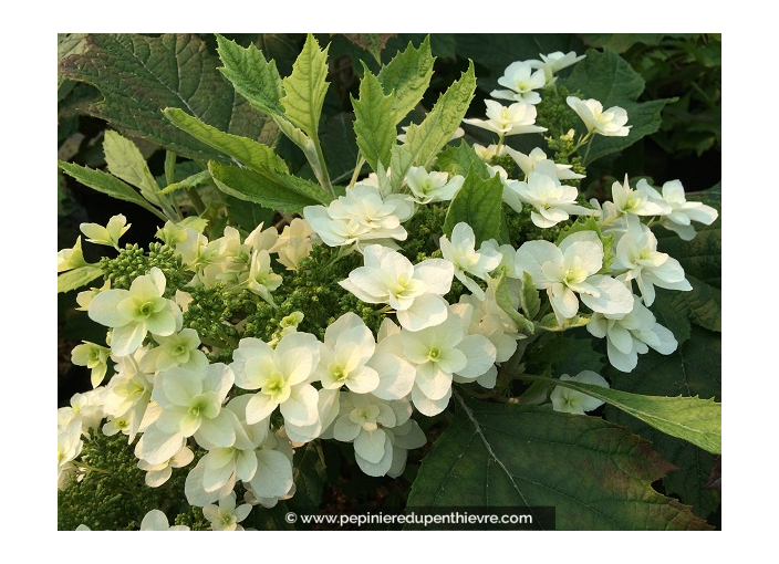 HYDRANGEA quercifolia 'Snowflake'