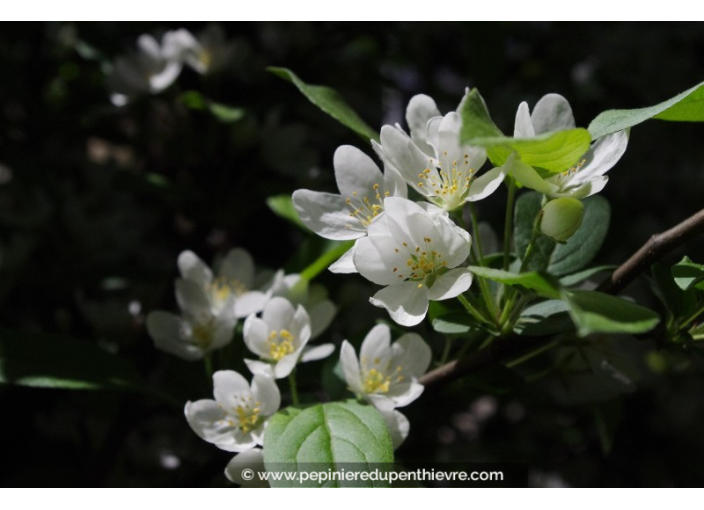 MALUS toringo