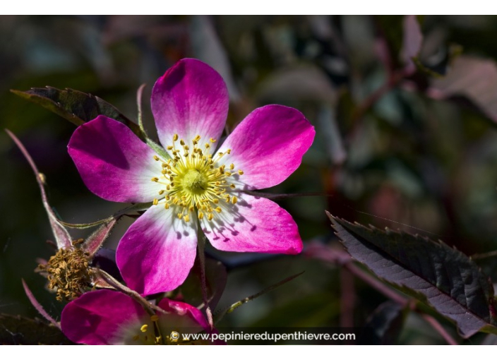 ROSA glauca