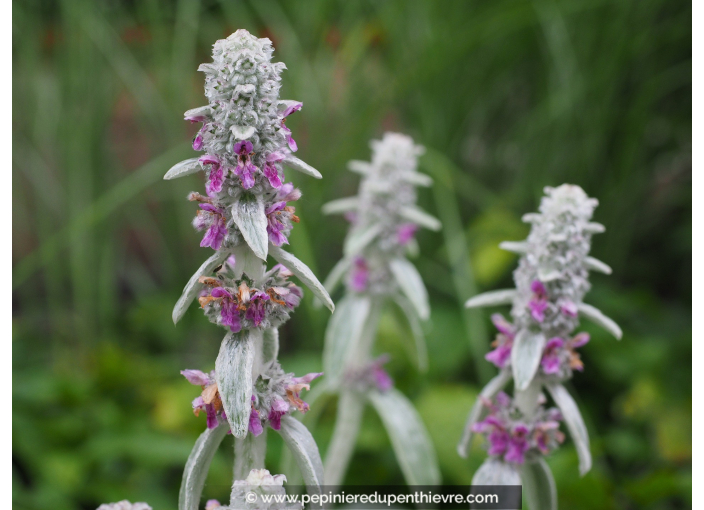 STACHYS byzantina