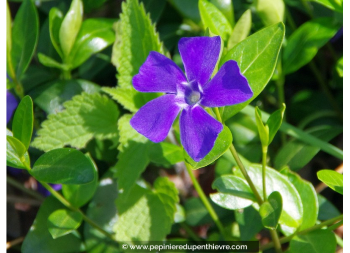 VINCA major