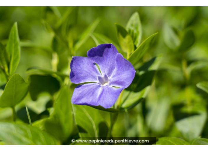 VINCA minor