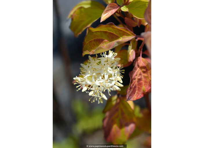 CORNUS sanguinea 'Winter Beauty'