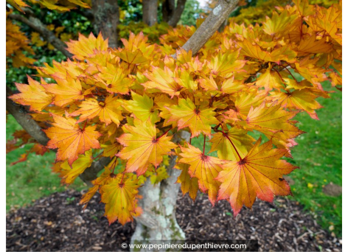 ACER shirasawanum 'Aureum'