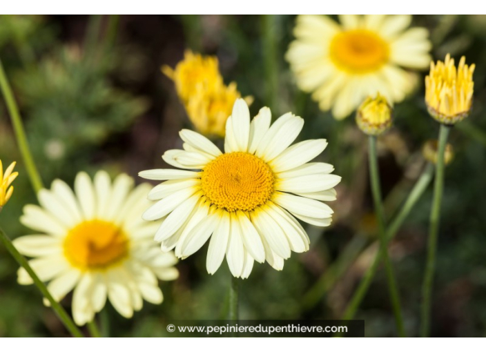 ANTHEMIS tinctoria 'E.C Buxton'