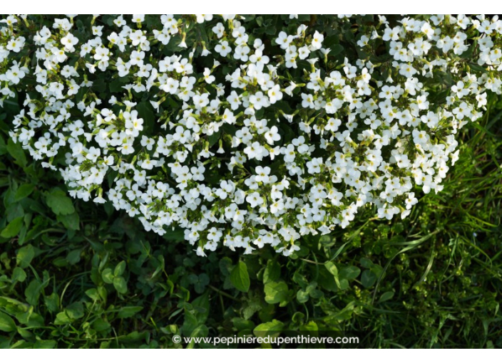 ARABIS caucasica 'Snow Cap'