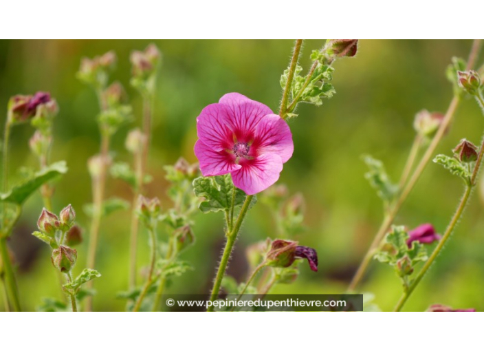 ANISODONTEA 'Elegans Princess'